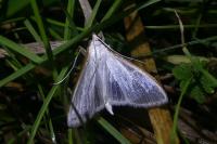Palpita vitrealis