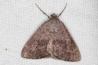 Pachycnemia tibiaria tibiaria