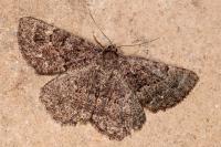 Selidosema taeniolaria