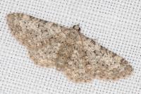 Eupithecia semigraphata