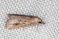 Schrankia costaestrigalis