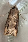 Agrotis ipsilon