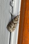 Eudonia angustea