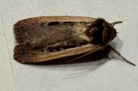 Ochropleura leucogaster