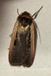 Ochropleura leucogaster