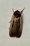 Ochropleura leucogaster