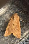 Mythimna unipuncta