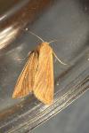 Mythimna unipuncta