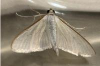 Palpita vitrealis