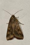 Helicoverpa armigera