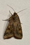 Helicoverpa armigera