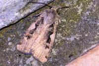 Xestia c-nigrum