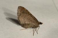 Nycterosea obstipata