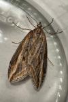 Chesias legatella