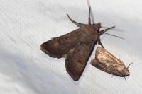Agrotis trux