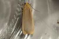 Katha depressa