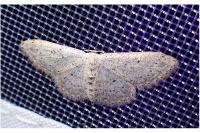Idaea seriata