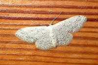 Idaea seriata