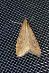 Udea ferrugalis