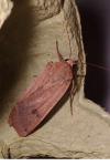 Noctua pronuba