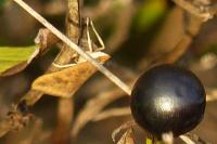 Udea ferrugalis