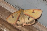 Diacrisia sannio