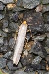 Eilema caniola