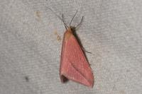 Rhodometra sacraria
