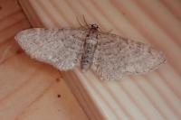 Eupithecia veratraria