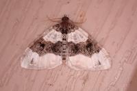 Cosmorhoe ocellata