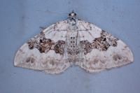 Xanthorhoe montanata