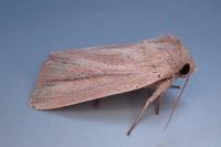 Mythimna pudorina