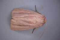 Mythimna pudorina