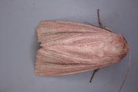 Mythimna pudorina