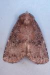 Rusina ferruginea