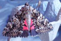 Catocala promissa