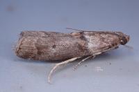 Acrobasis consociella