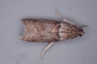Acrobasis consociella