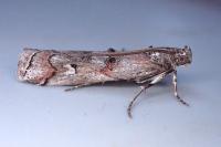 Pempelia palumbella
