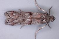 Pempelia palumbella