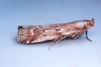 Pempeliella ornatella