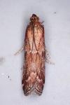 Pempeliella ornatella