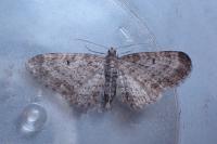 Eupithecia subfuscata