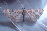Eupithecia pyreneata