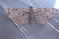 Eupithecia pyreneata