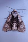Acronicta alni