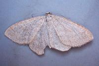Cabera exanthemata
