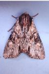 Apamea crenata