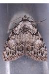 Meganola strigula