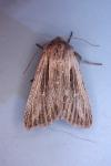 Leucania comma